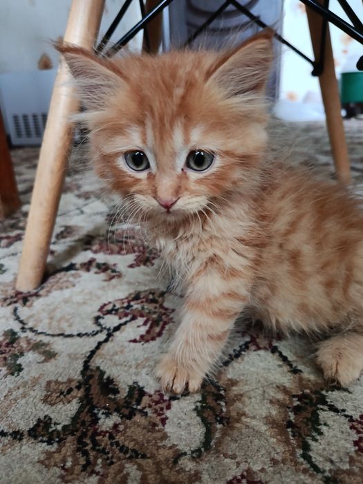 Отдам котят в добрые руки