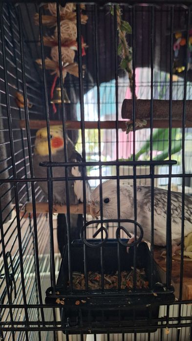 Papagal nimfa alb perlat