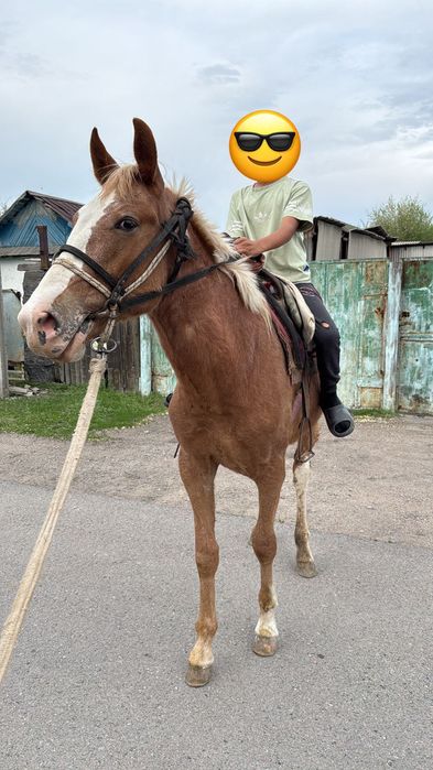Құнан сатылады продам кунан