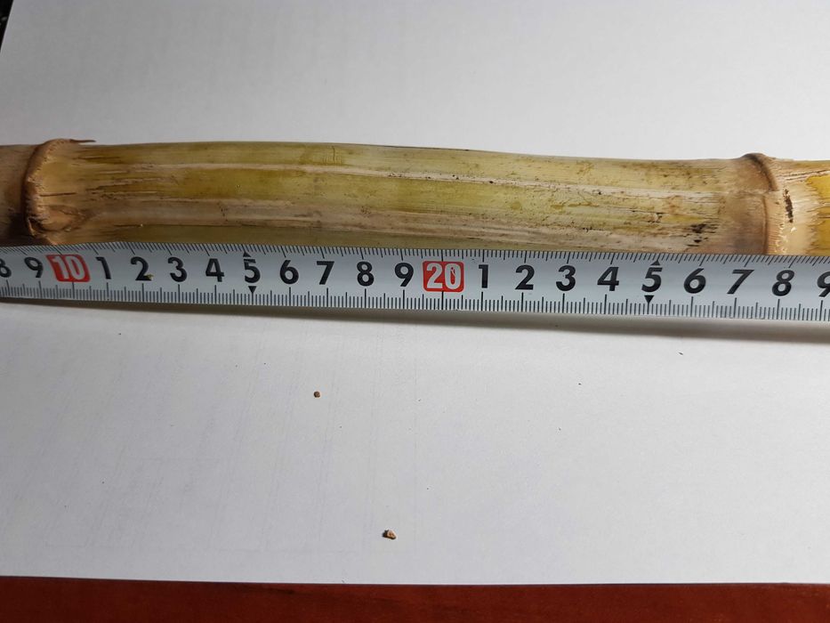 Продам стебли Камышового Бамбука 2023 года урожая.