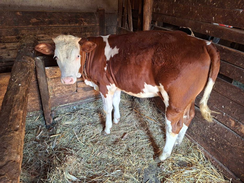 Animale domestice