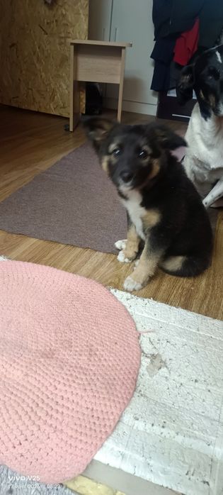 Срочно отдам щенка