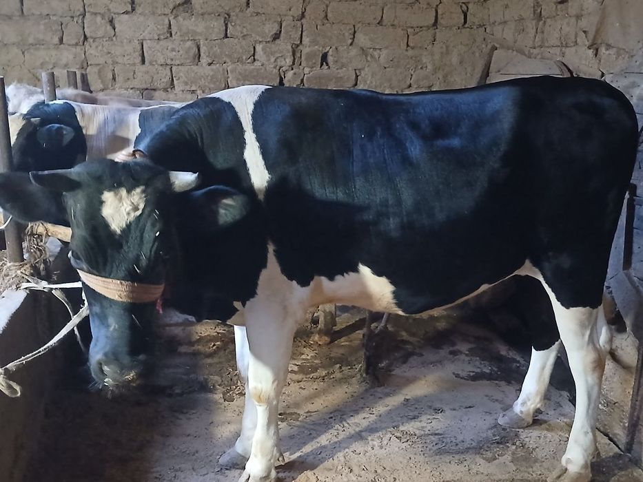Mol sotiladi: ğunajjin