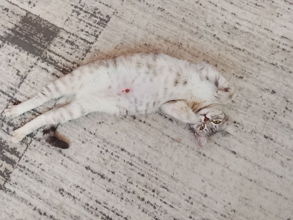 Отдам кошку в хорошие руки