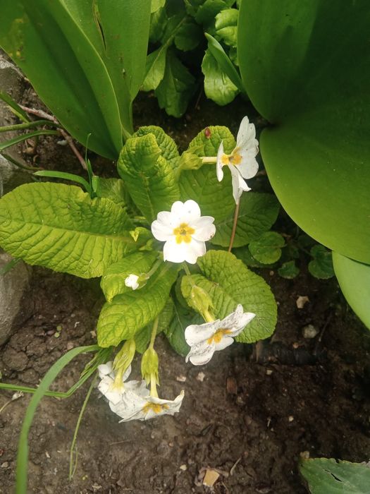 Лаванда, мята , маргаритки, примула, .