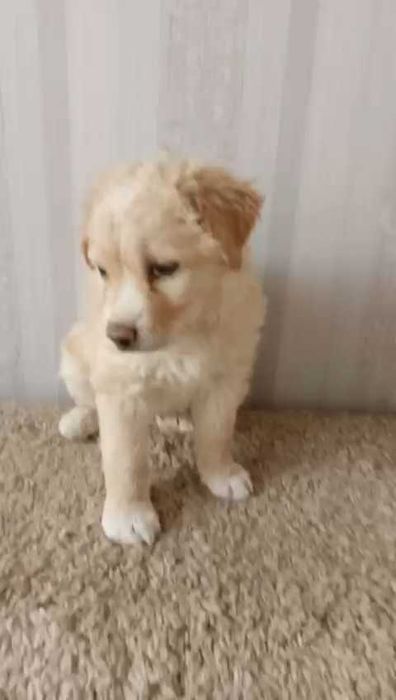 Ищем щенку хорошую семью