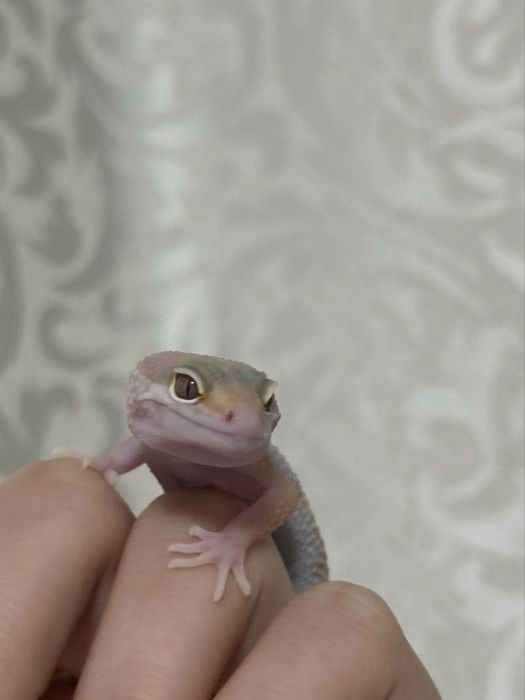 Малыш эублефар