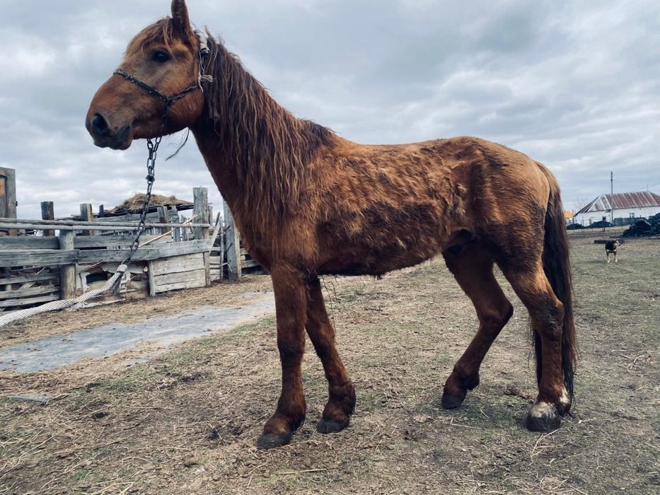 Айгыр сатылады 4 жаста