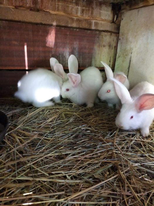 Крольчата Фландыры!