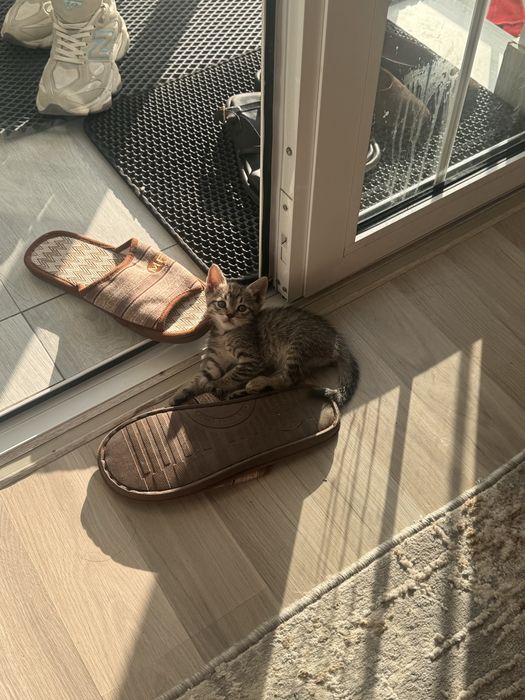 Отдам котенка в хорошие руки