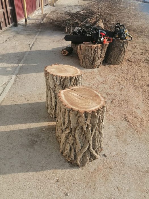 Тал кесемін. Обрезка деревьев