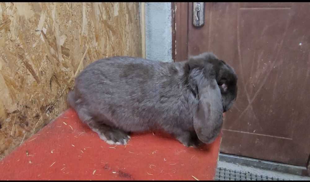 Iepuri berbec german