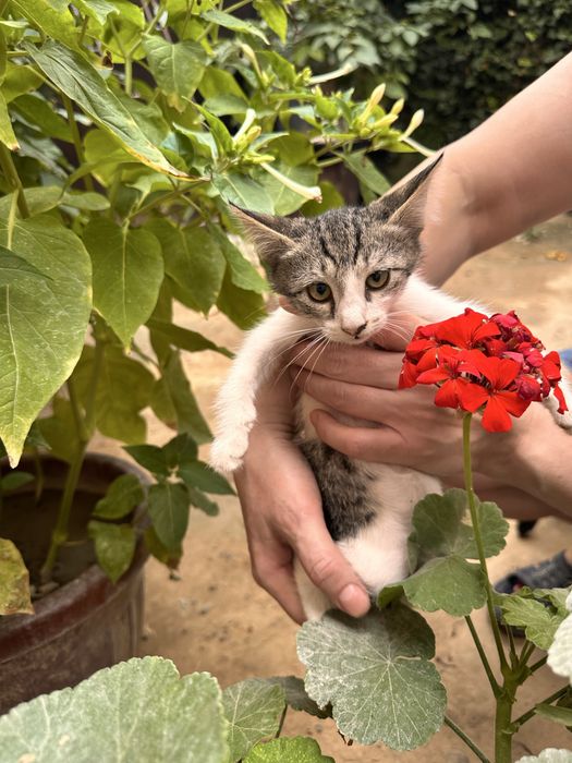 Отдам котят в хорошое руки