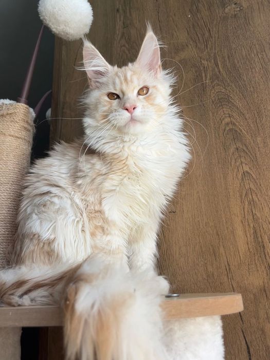 Baietel Maine Coon PEDIGREE Felisa