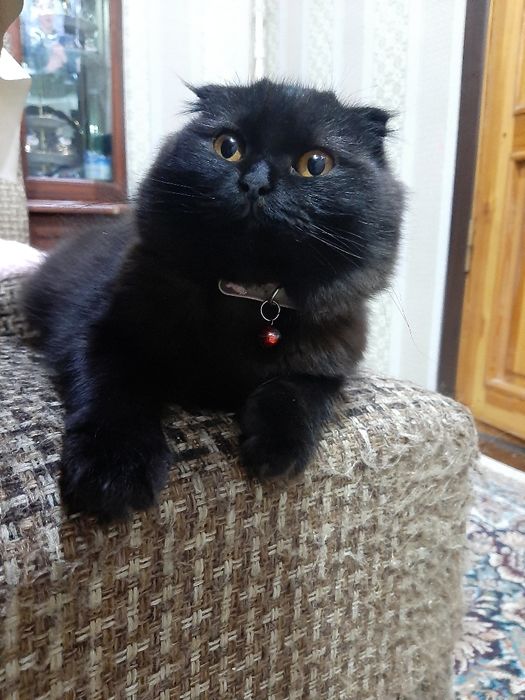 Скоттиш фолд  қиз  сотилади