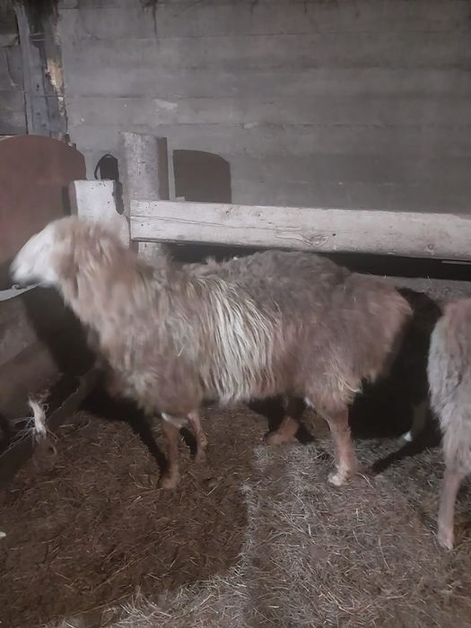 2,5 жасар гисарки