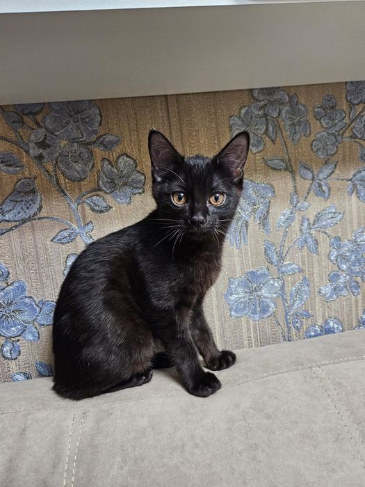 Котёнок ищет дом