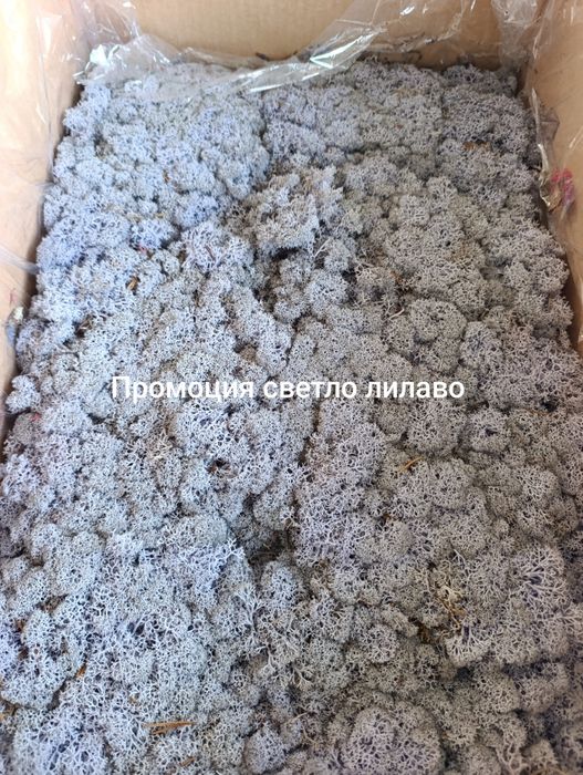 Скандинавски мъх високо качество за картини зелени стени, пана, декорации.