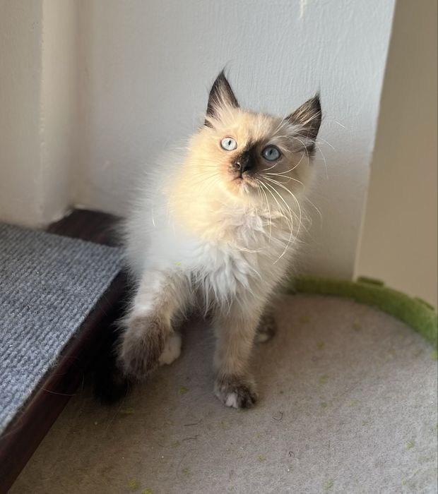 Puiuț Ragdoll minunat