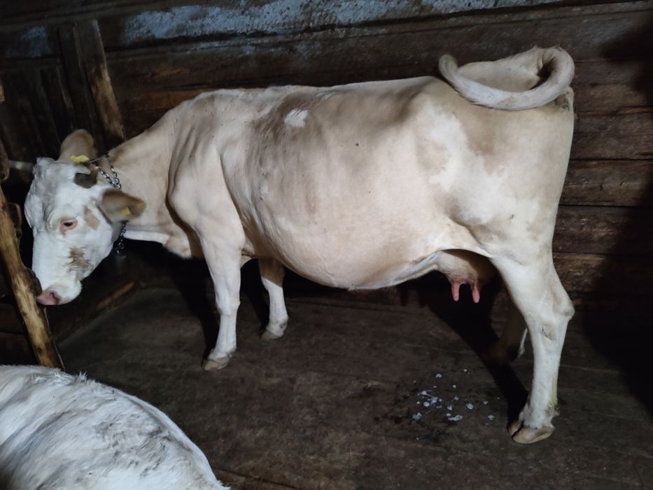 Vaca cu vârsta de 8 ani