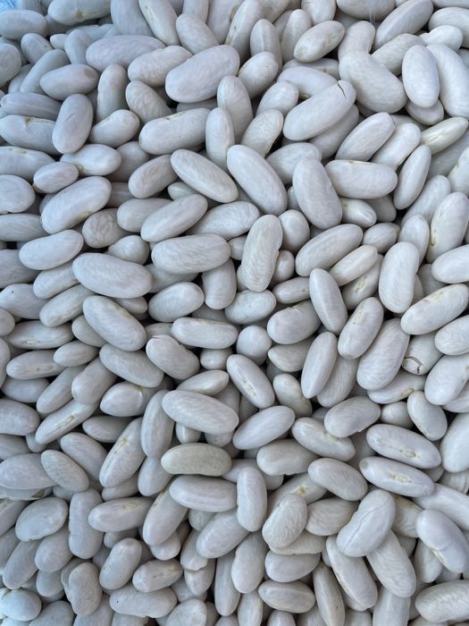 Домашеен пипер, боб