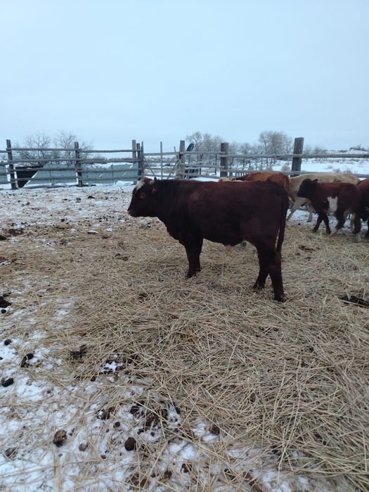 Бұқа сатамын 3бас