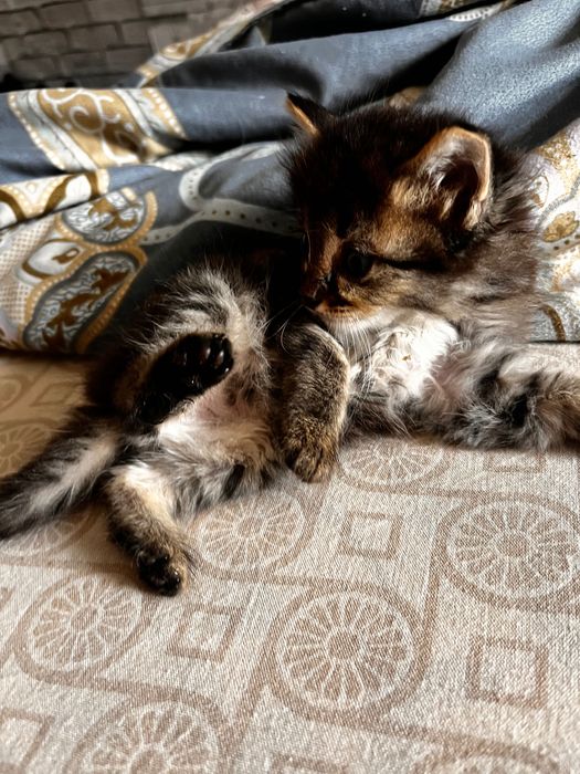 Котенок мальчик игривый