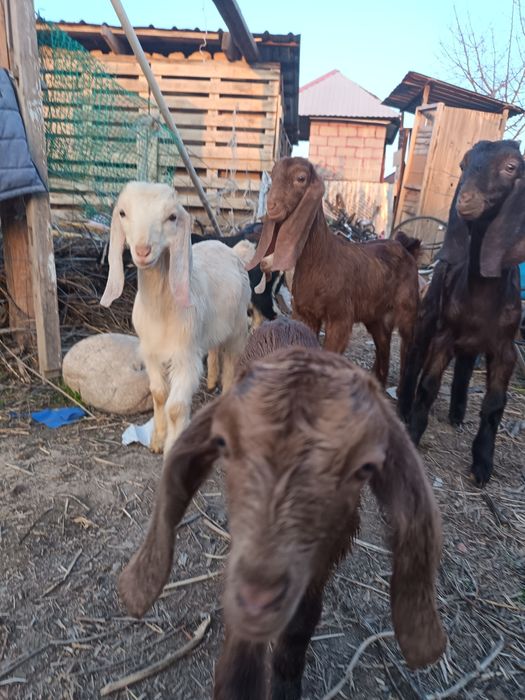 Лақтар сатылады Ұрғашы еркек