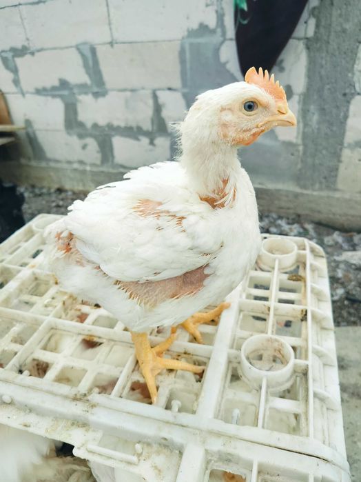 Ferma de pui găini și rate