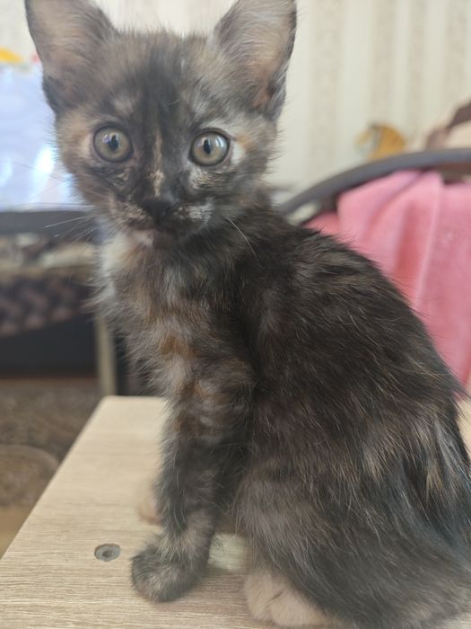 Кошечка в хорошие руки