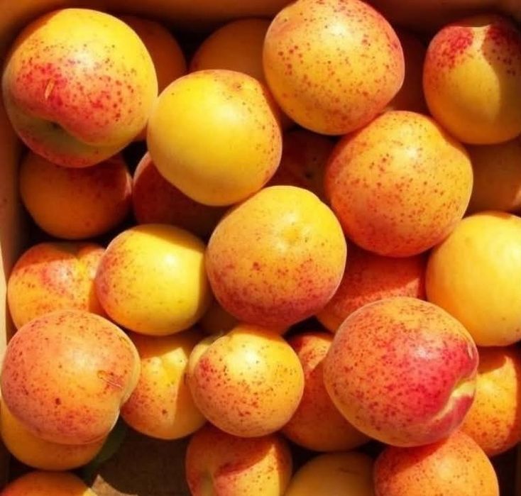 Pomi fructiferi altoiti