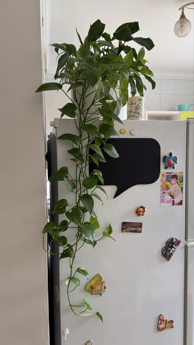 Шикарные эпипремнумы