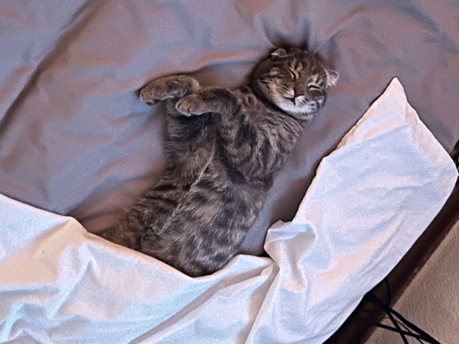 Вязка Скотиш фолд
