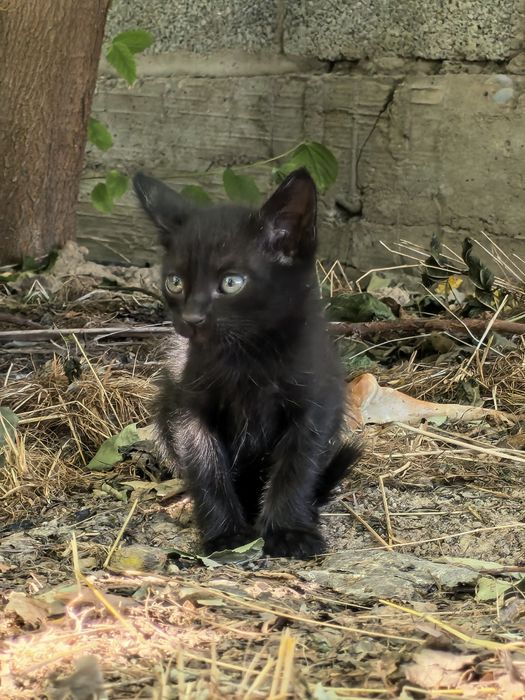 Котята четыре штуки