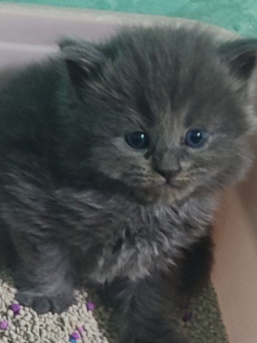 Продам котят в хорошие руки