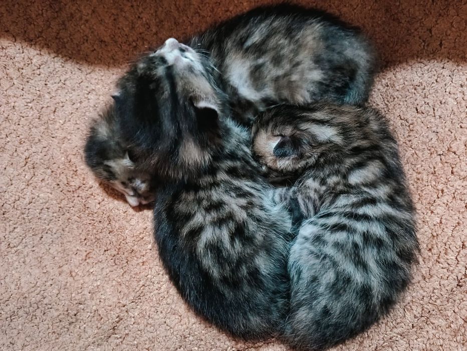 Полубенгалские котята