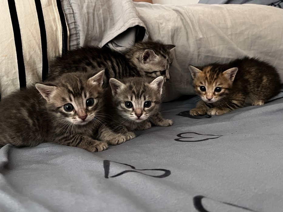 Отдам котят бесплатно