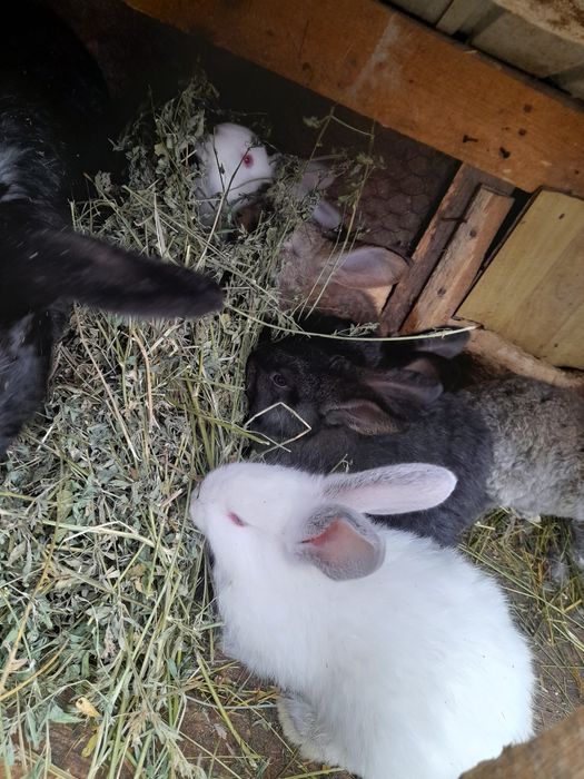 Iepuri de vânzare