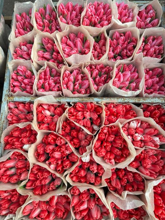 Тюльпаны Астанаа