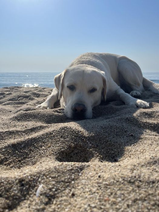 Бебета Лабрадори