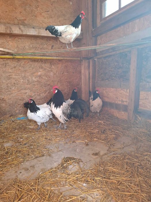 Gaini lakenvelder de vanzare