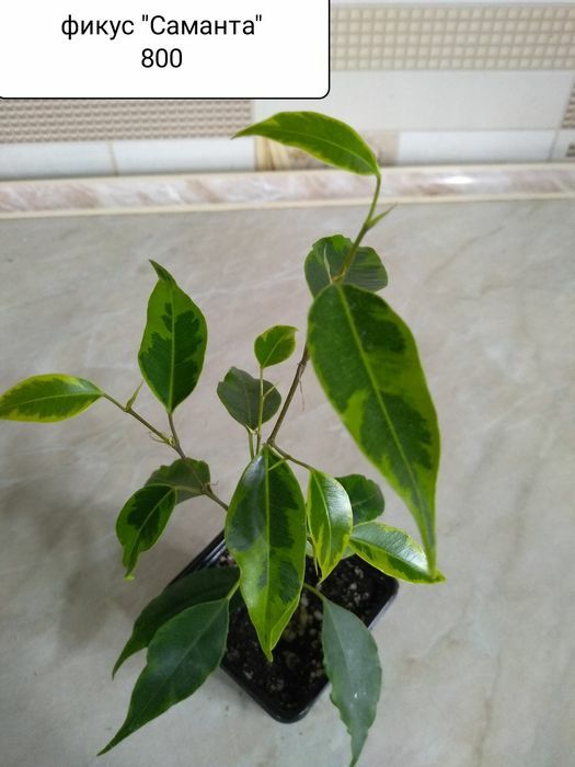 Продам Фикусы разные