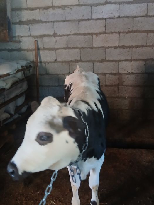 Продам телок срочно