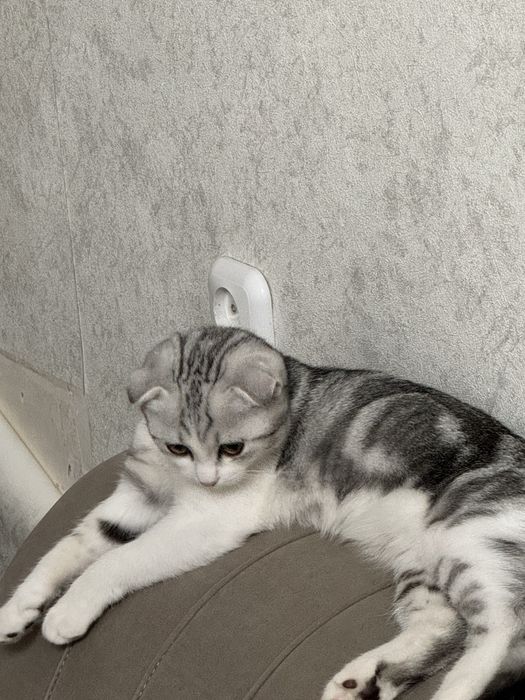 Отдат кошечку даром