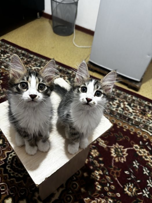 Отдаются в добрые руки 3 котёнка
