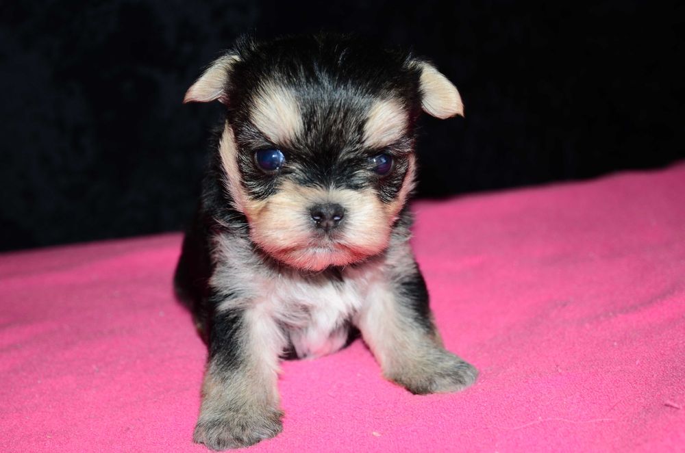 Йоркширский терьер ,мини ,,baby-face'' !