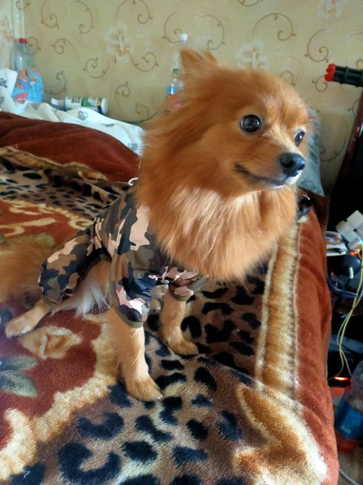 Костюмчики для собак