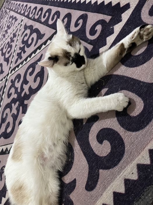 кошка породы сноу-шу,голубые глаза