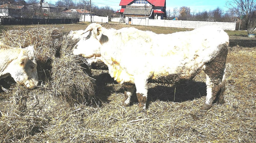 Vand  vaca  rasa de carne Charolaise