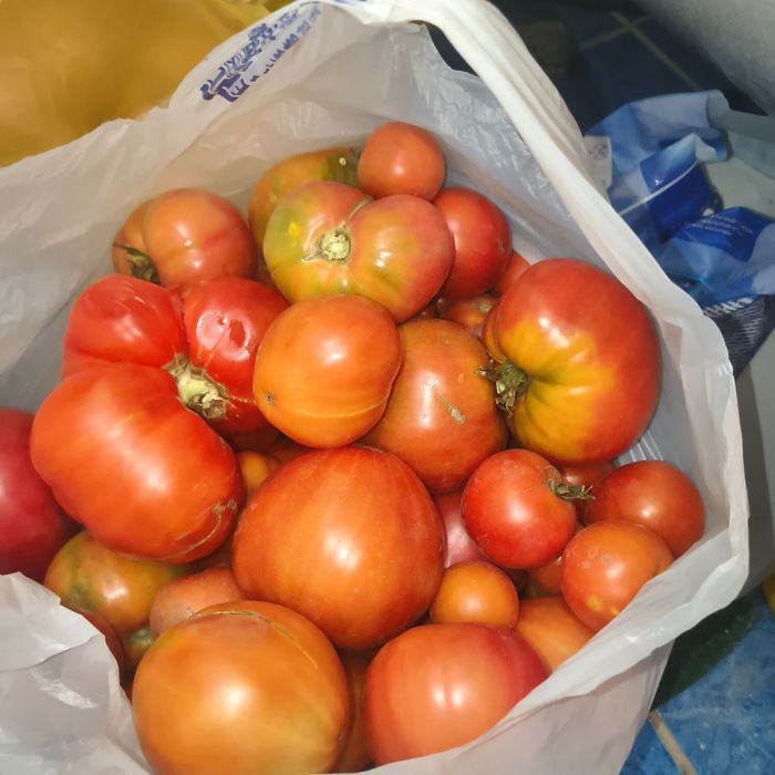 Продам помидоры  дачные
